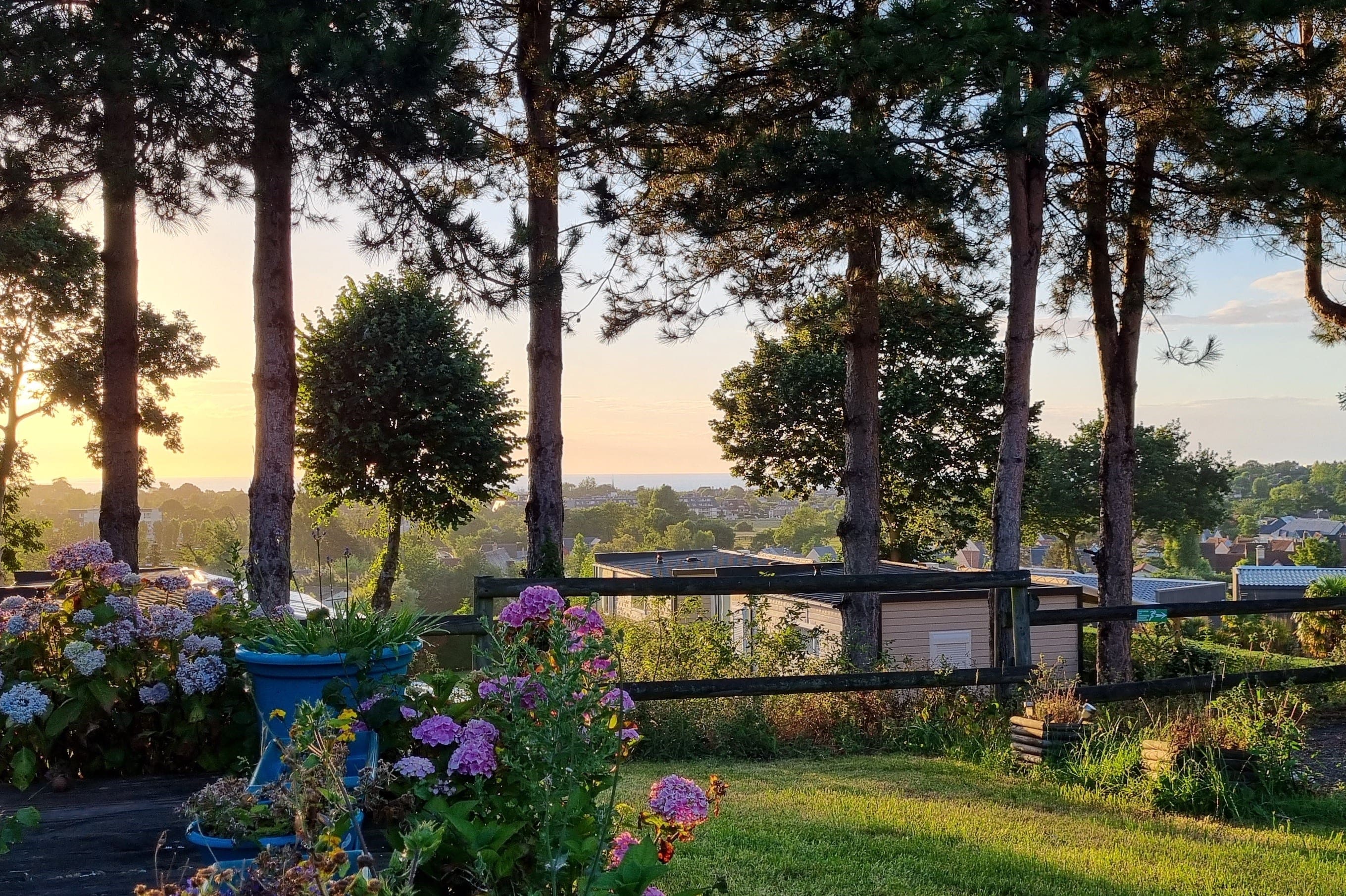 photo d'un décor de plante sous le soleil